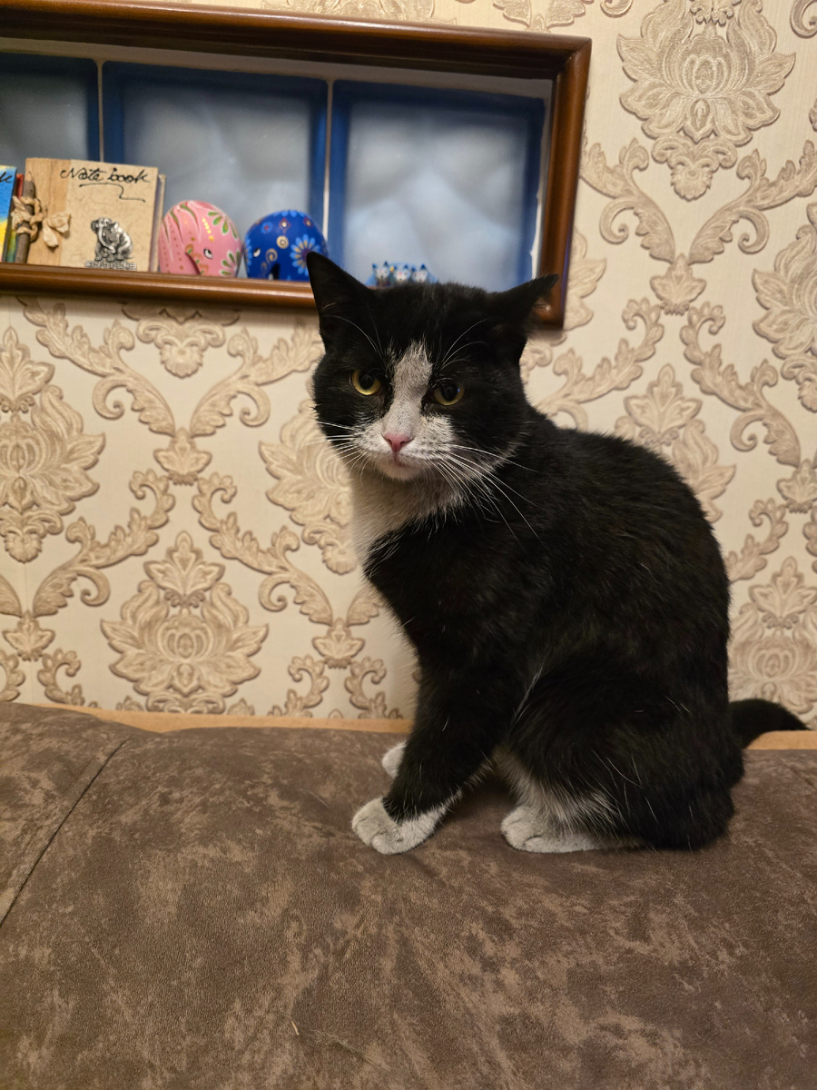 Кот Феликс ( первый день у нас)