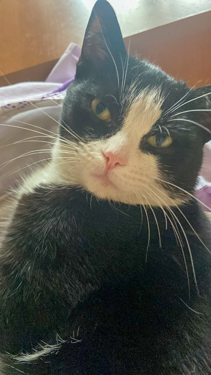 Феликс в новом доме 