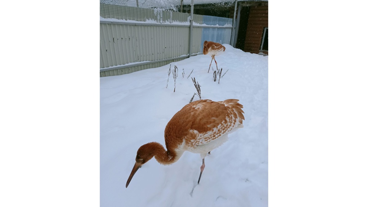 Фото Окского заповедника