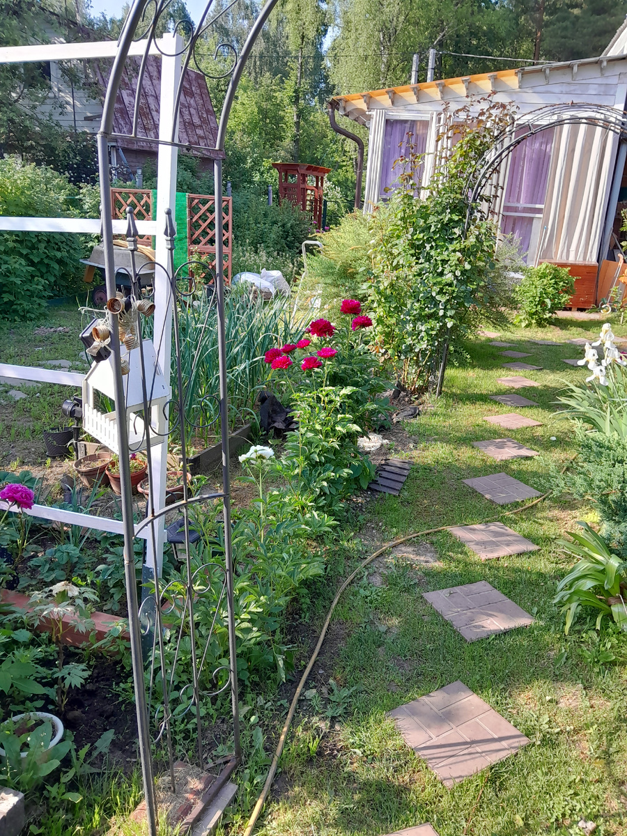 Те самые арки для роз. Начало июня 2025г.