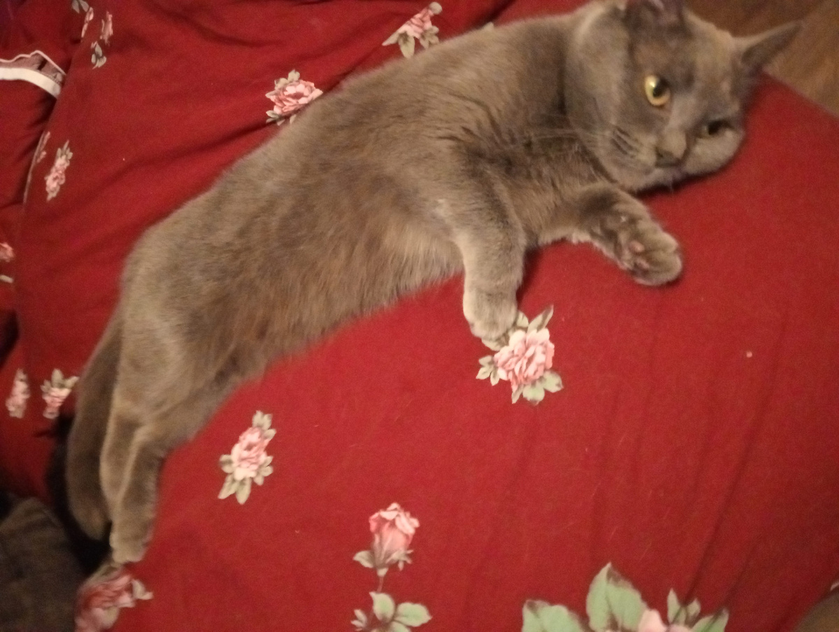 Лежит грустная второй день 