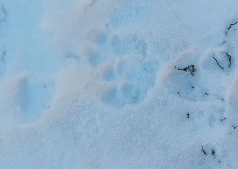 В саратовском селе волки растерзали стадо овец