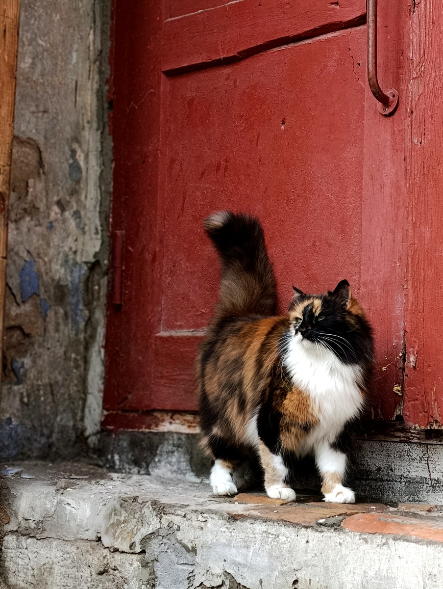Взгляд неприветливый, но она очень общительная на самом деле. 