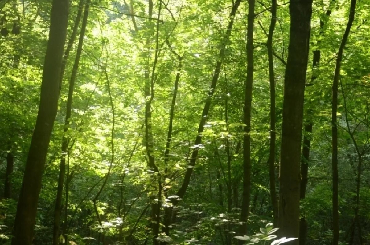    Калужские леса спасают с превышением плановых показателей