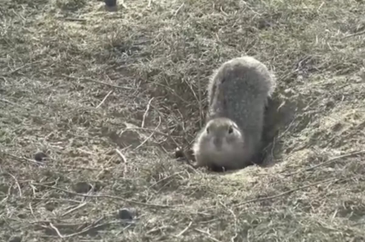    В астраханской степи инспекторы встретили первых проснувшихся сусликов