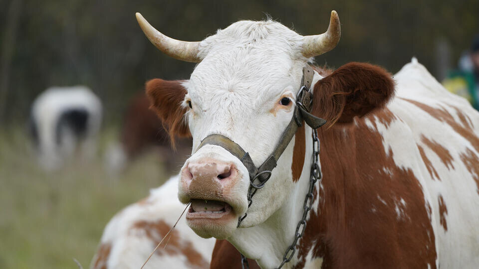 Фото: ИЗВЕСТИЯ/Эдуард Корниенко
