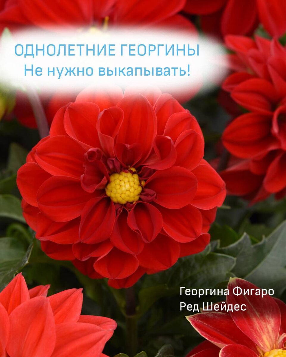 Сорта однолетних георгинов