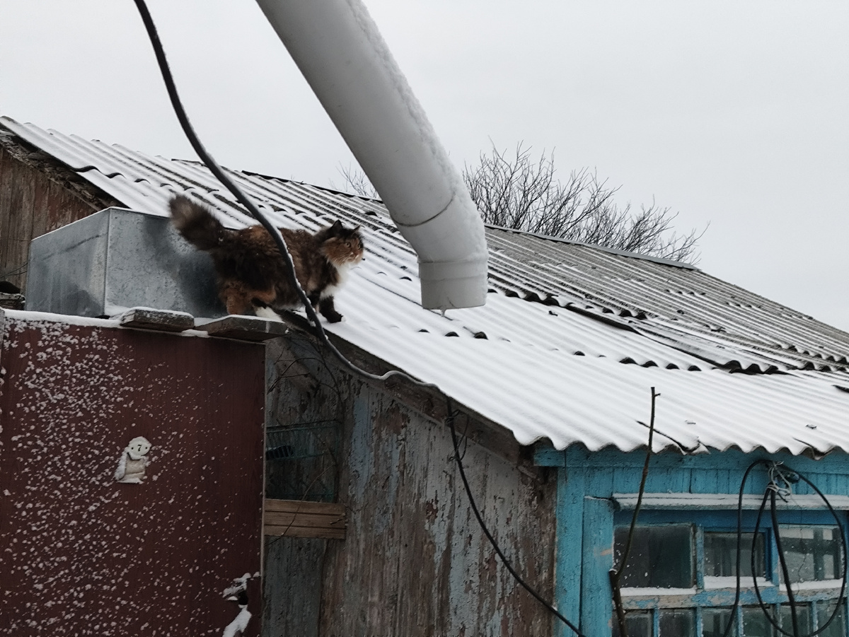 Пошла вроде на крышу...