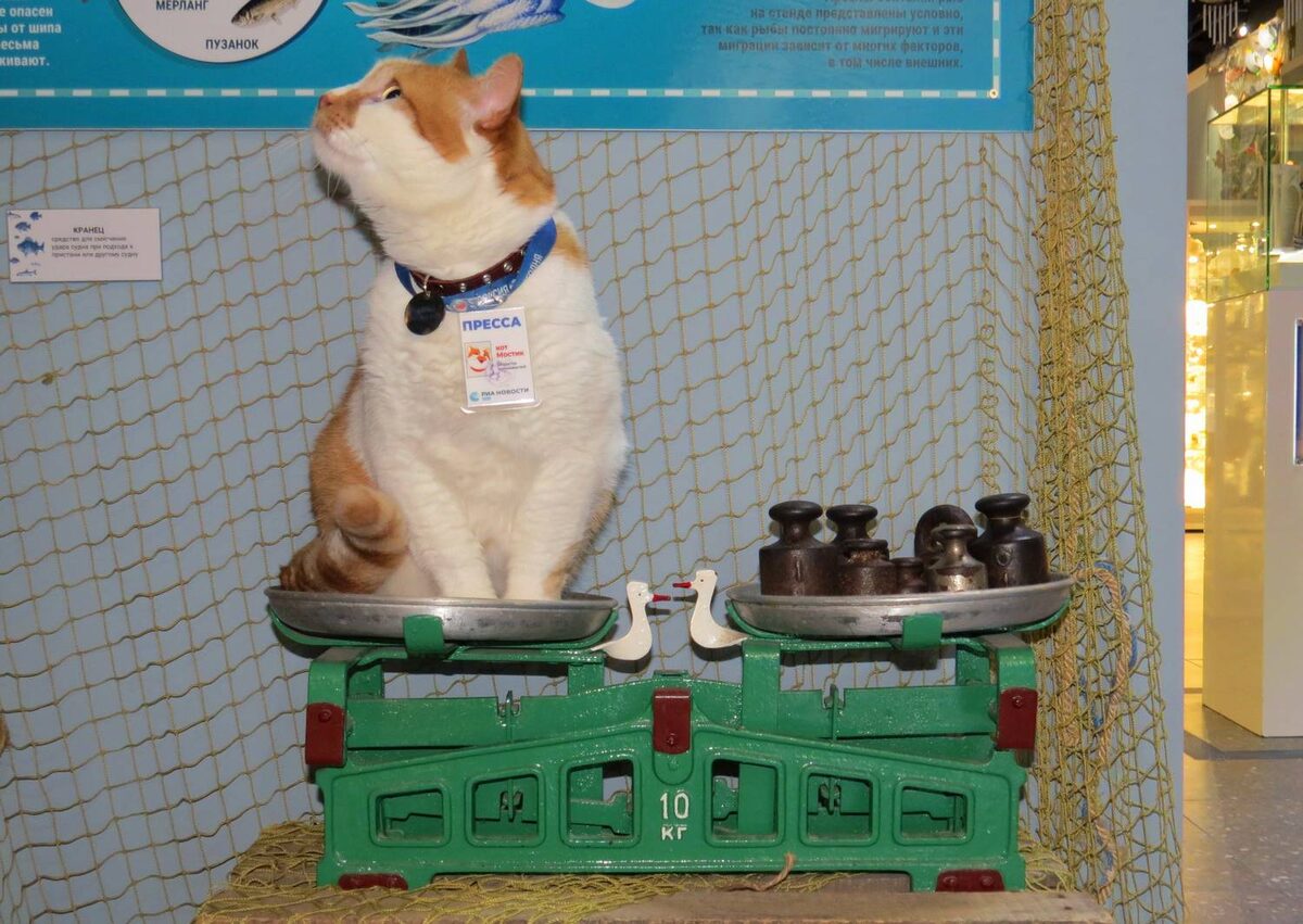 Фото Кот Мостик, https://m-fish.ru/wp-content/uploads/2018/11/019-feofish.jpg