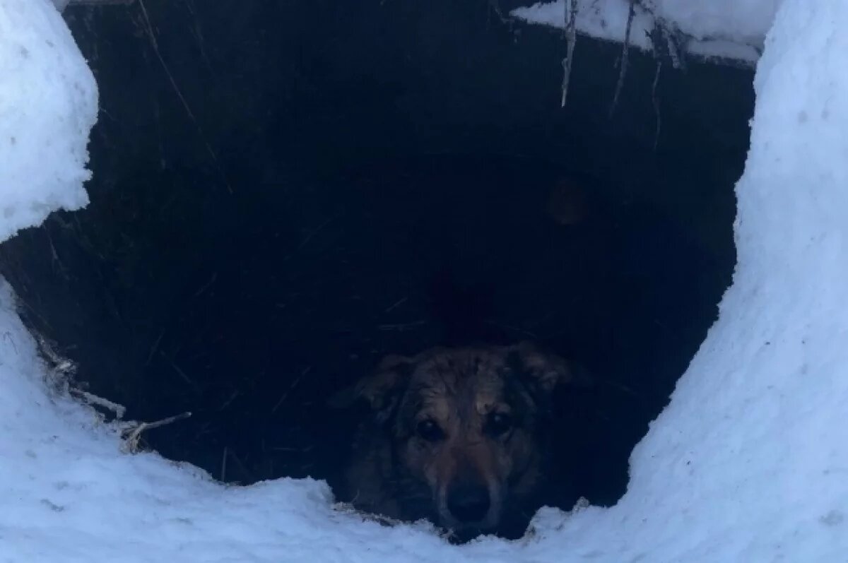    Ярославцы спасли собаку, упавшую в открытый люк
