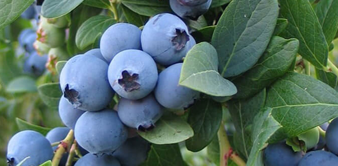 Голубика "Блюкроп"