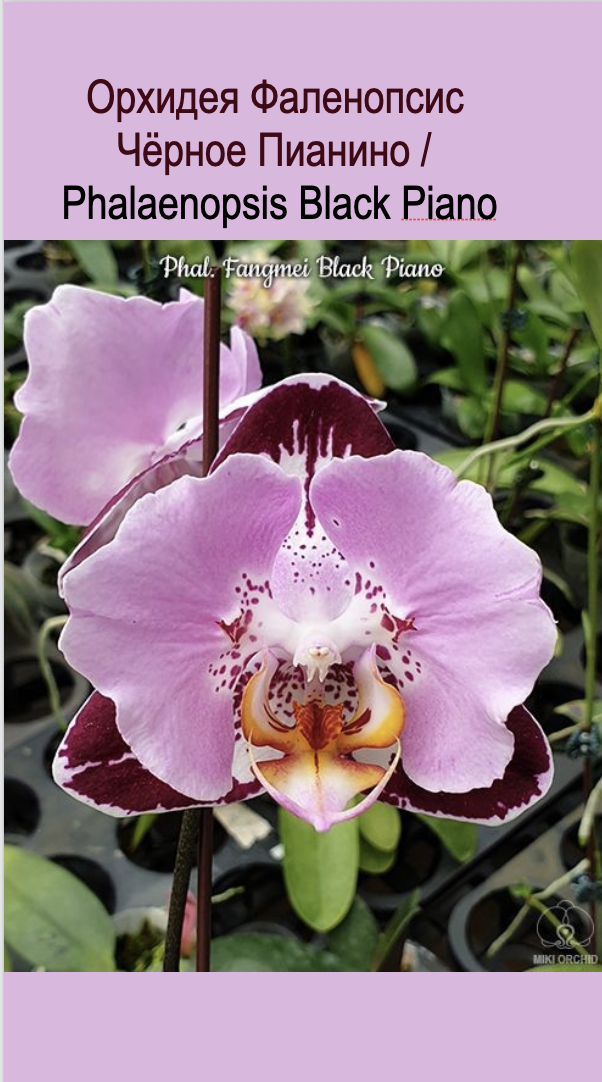 Орхидея фаленопсис Блэк Пиано / Phalaenopsis Black Piano. Фото взяла из инета  в свободном доступе и доработала.