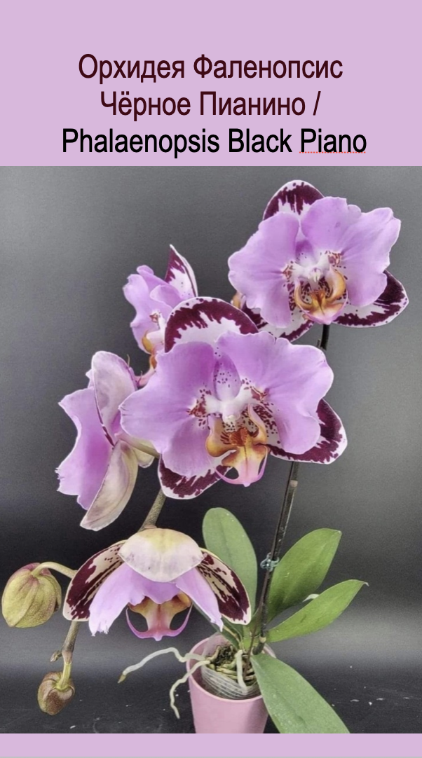Орхидея фаленопсис Блэк Пиано / Phalaenopsis Black Piano. Фото взяла из инета  в свободном доступе и доработала.