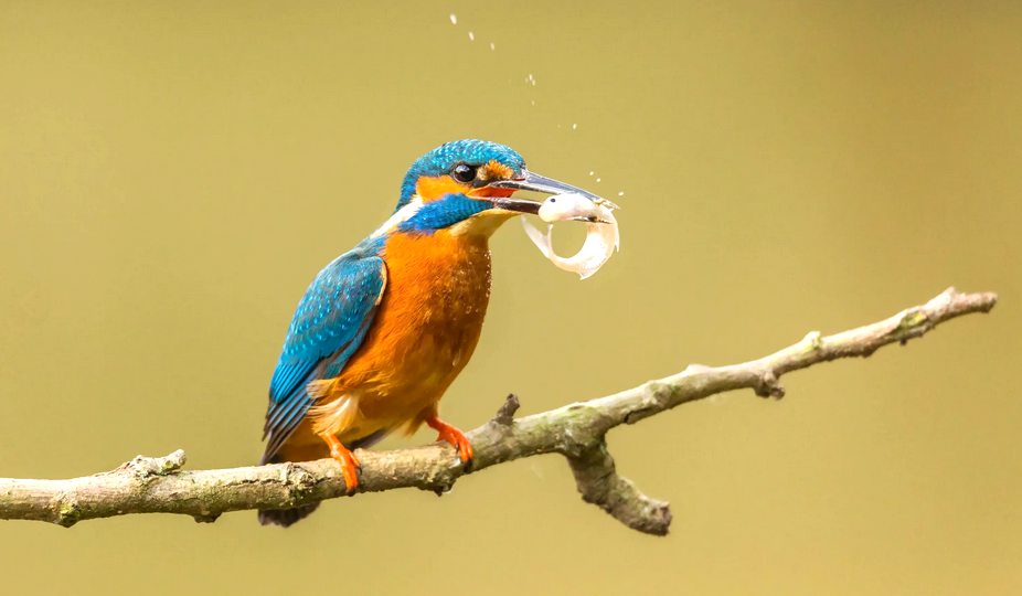 Обыкновенный зимородок