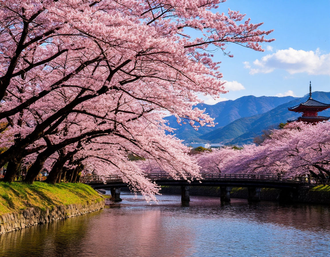 Цветение сакуры