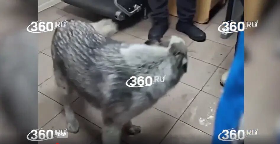    Фото: скриншот видео 360.ru