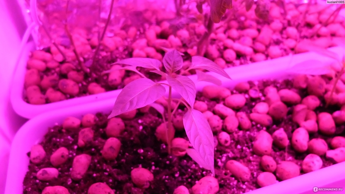 свет для перца