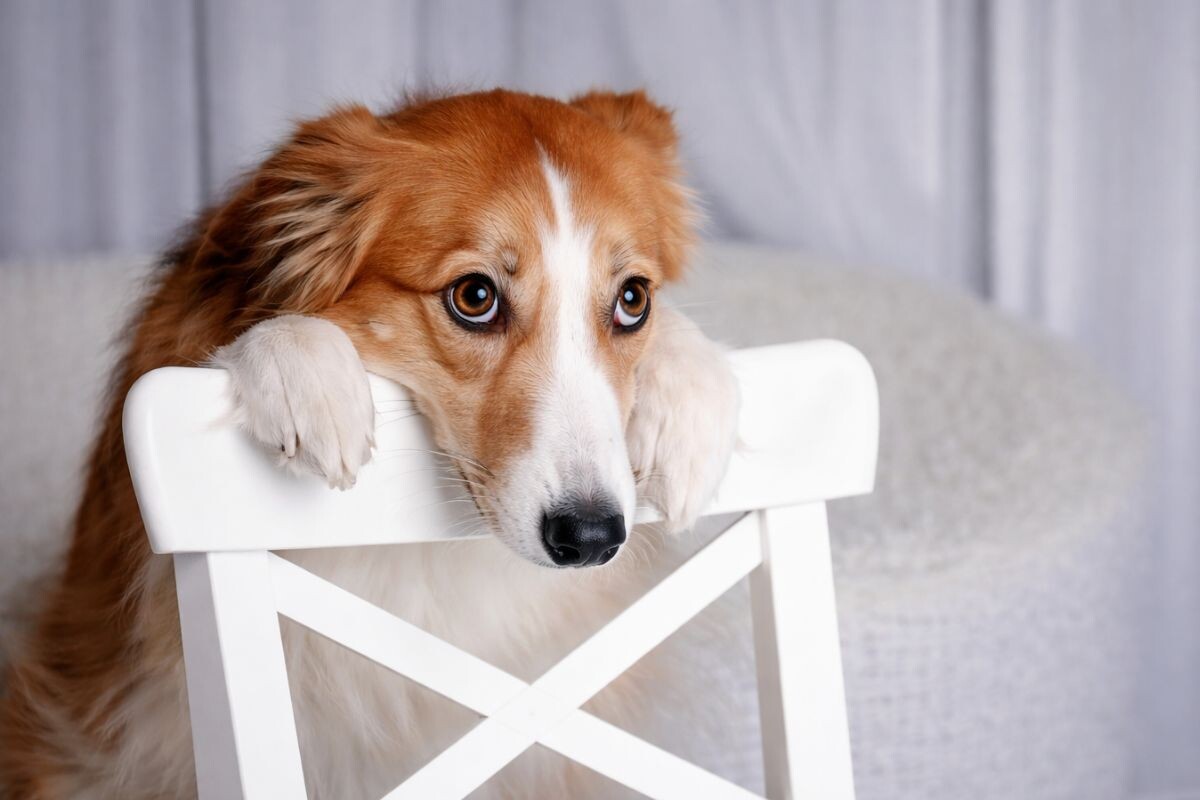 Умеют ли собаки обманывать 