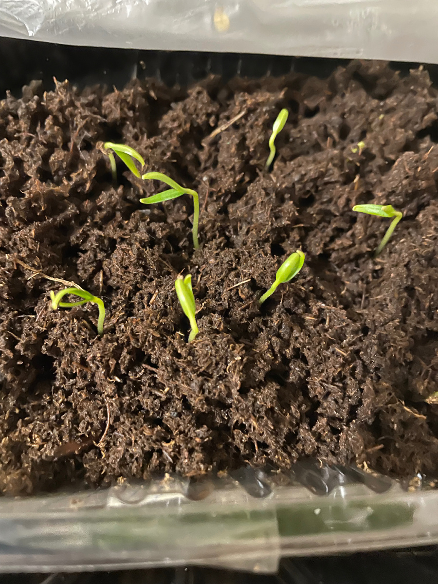 Перцы из магазинного свежего красного перца