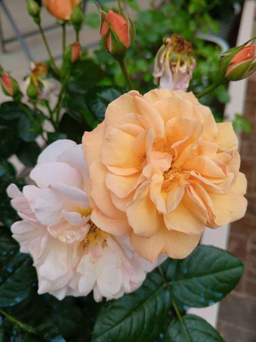 Martin des Senteurs (Scented Whisper), селекция Michel Adam