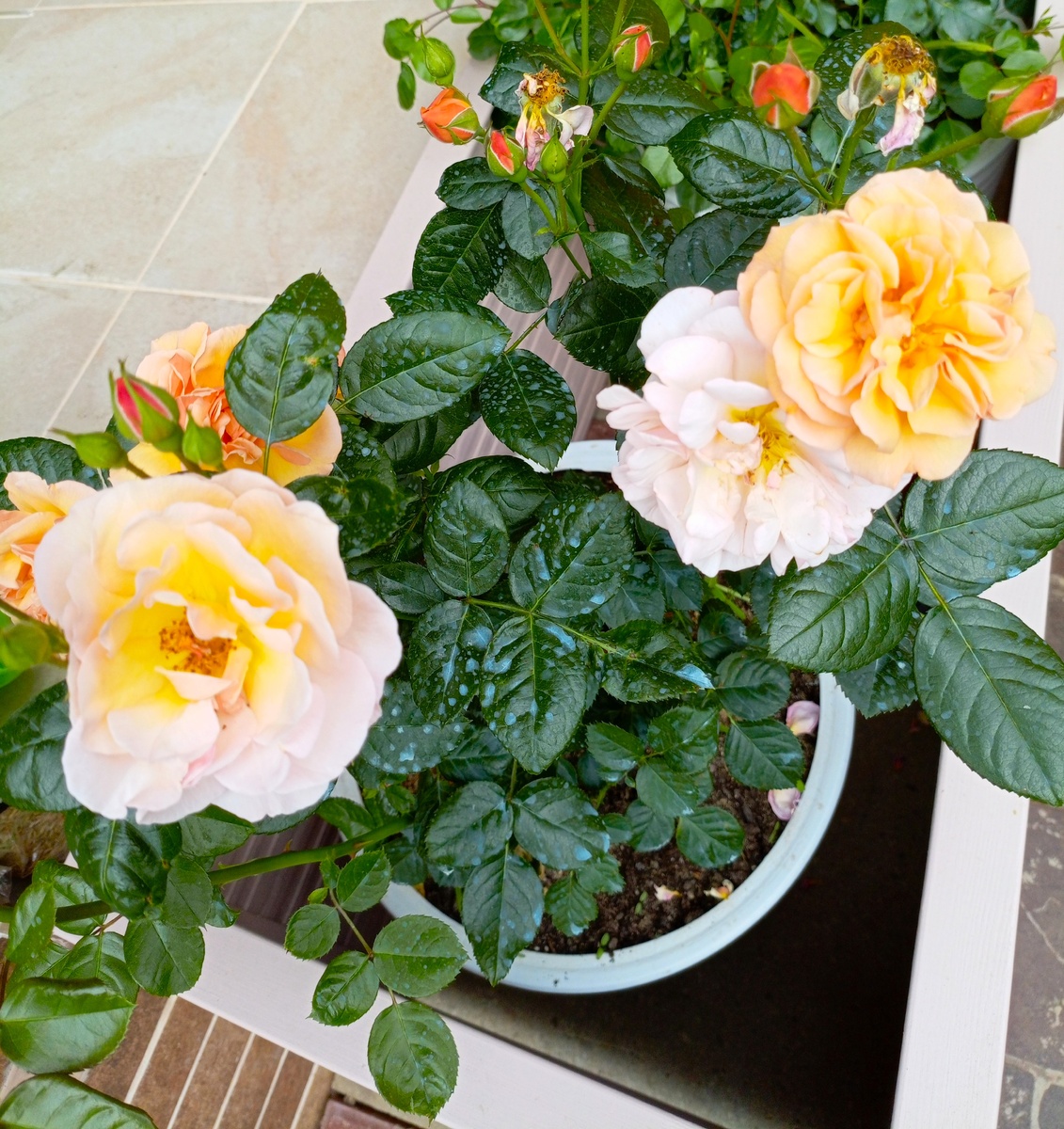 Martin des Senteurs (Scented Whisper), селекция Michel Adam