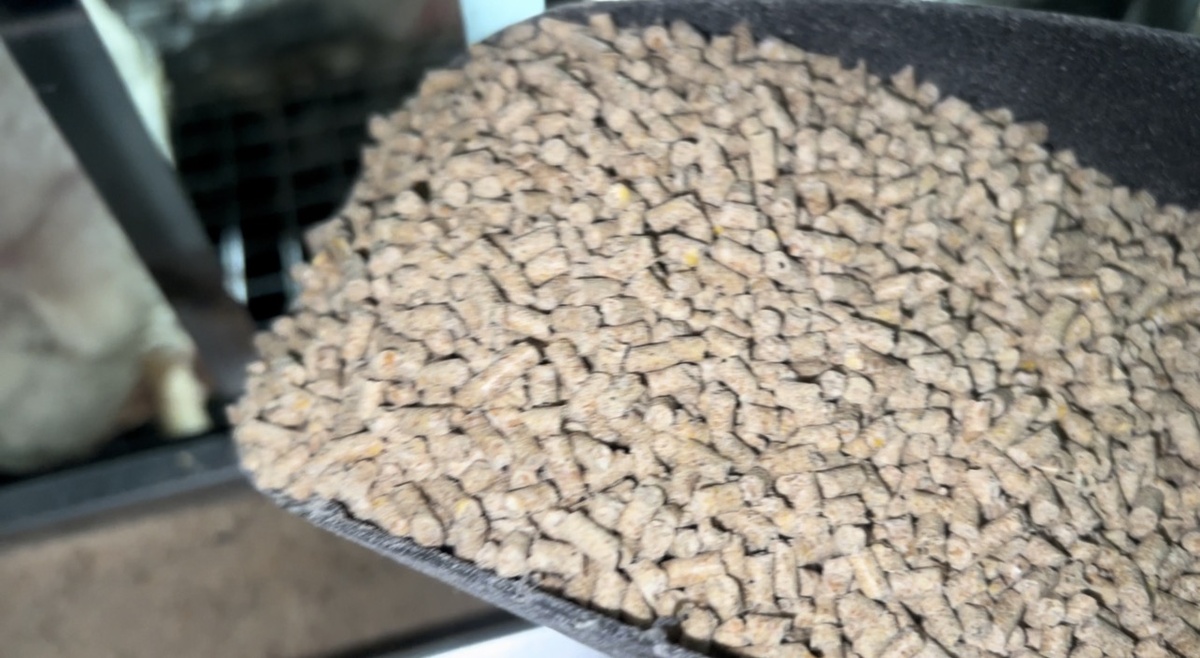 Бройлеры не хотят есть пыль!!! Только Твердый Гранулированный Комбикорм!!! 

https://vkvideo.ru/video-231327542_456239071

https://youtu.be/8ydfV1BOdz4?si=d1z012dTepQm9ZX7

https://dzen.ru/video/watch/6989bdd0d39e23127313c021