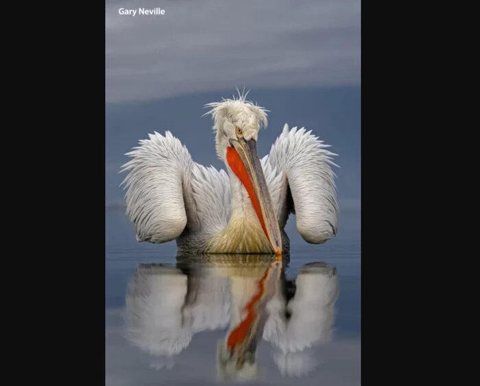   Снимок абсолютного победителя конкурса / © Gary Neville