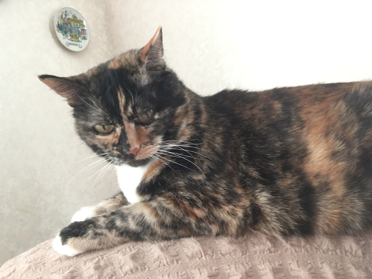 Сердитая Вася. Фото автора