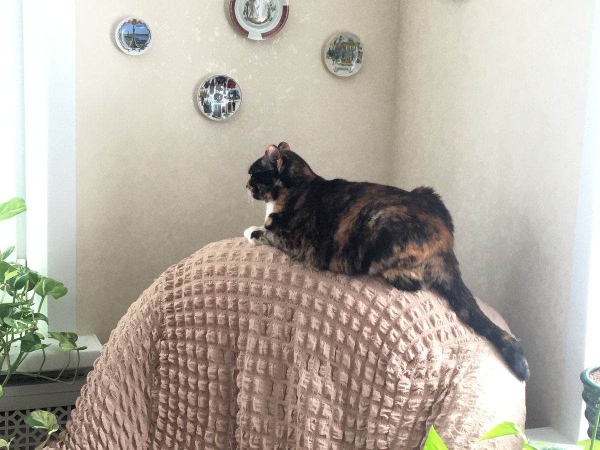 В окошка глядит. Фото автора