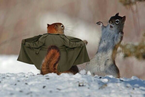 Белки — уникальные существа, которые на протяжении веков привлекают внимание благодаря своей активности и игривому поведению