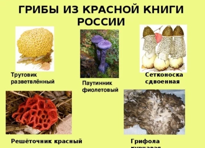 Картинка со свободного доступа в интернете