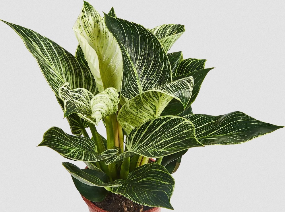Philodendron Birkin