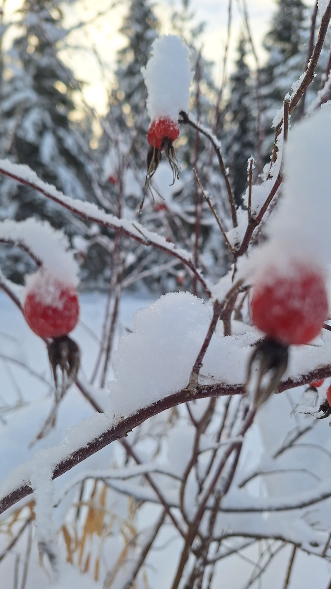 Шиповник в природной сахарной пудре. Зима.