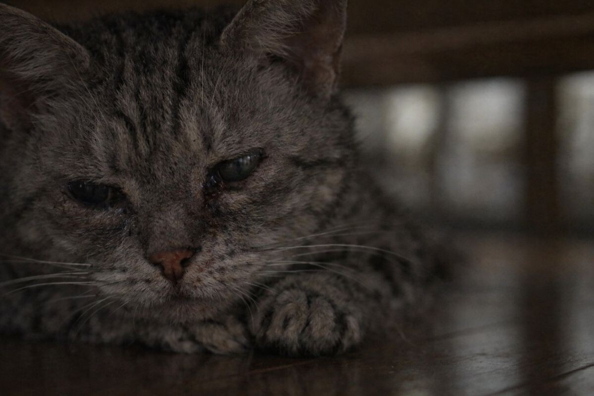 Старая кошка 