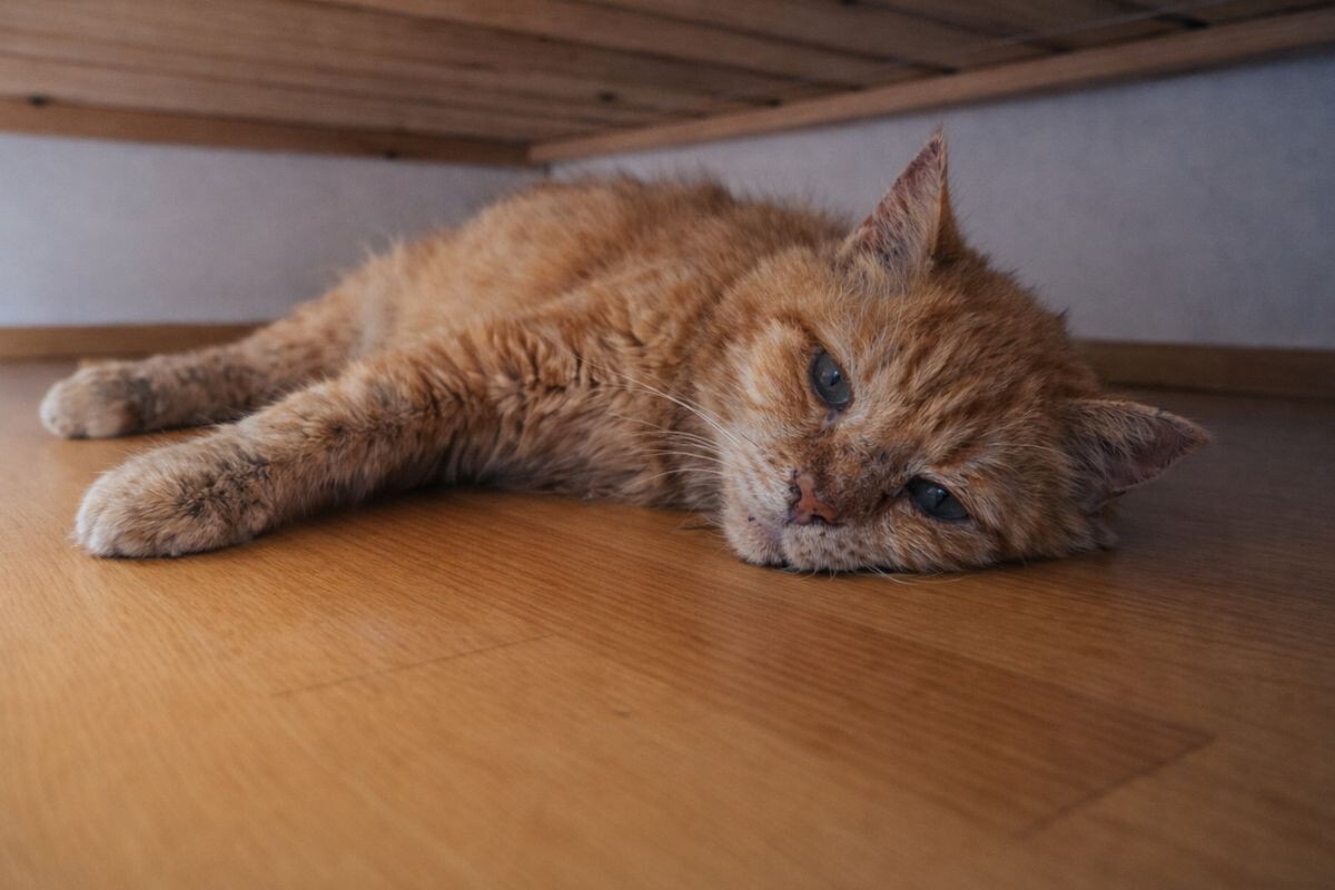 Понимает ли кошка, что умирает