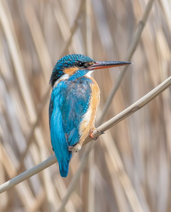 Фото: Зимородок