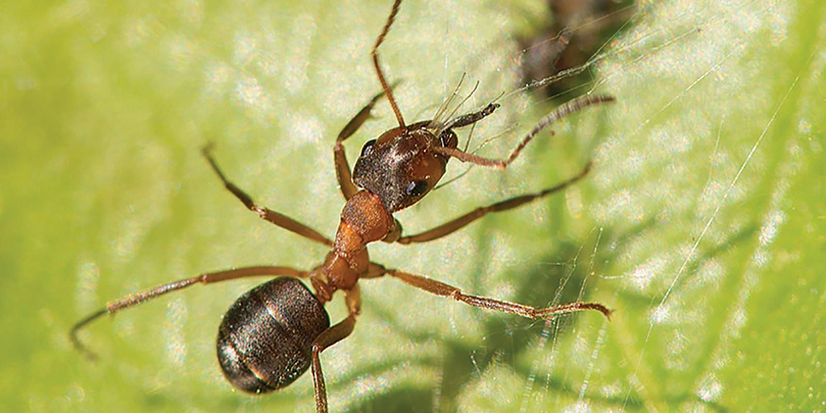 Фото: Тонкоголовый муравей