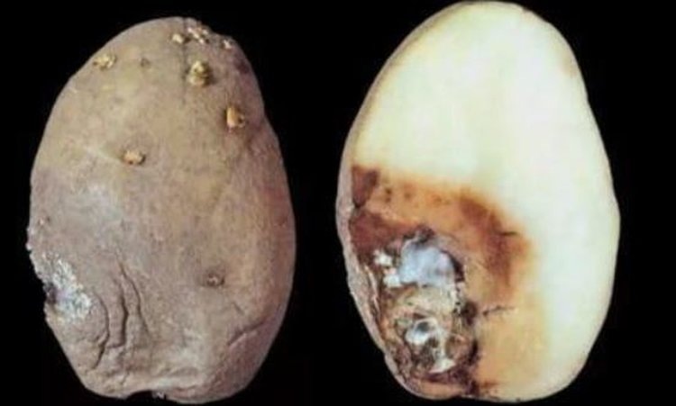    Фото: Филиал Россельхозцентра по Удмуртской Республике