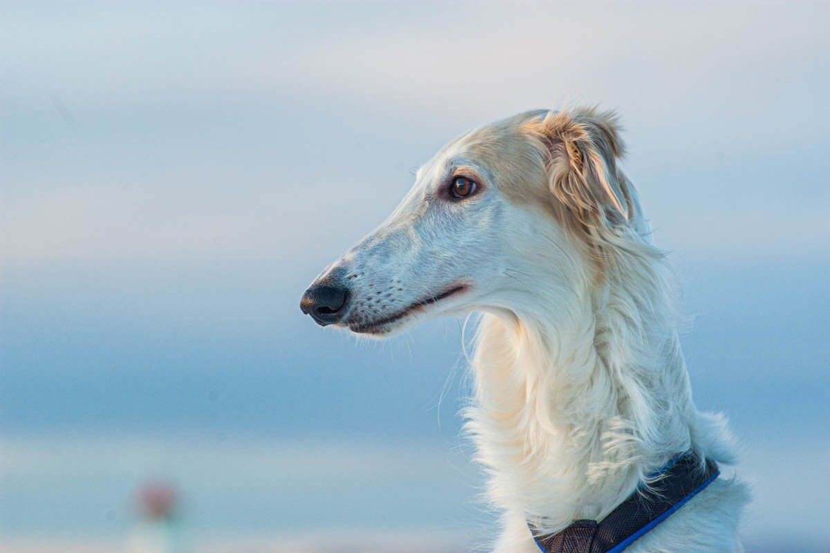 Название «псовая» происходит от старого русского слова «псовина», что значит «волнистая, шелковистая шерсть». Источник: Trygve Finkelsen / Shutterstock / FOTODOM📷
