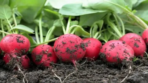 редис самая первая культура для высадки в теплицу в феврале