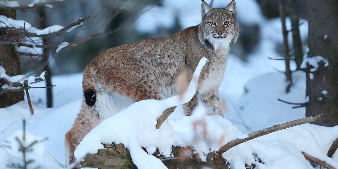 Большая редкость: две рыси попали в фотоловушку в Беловежской пуще