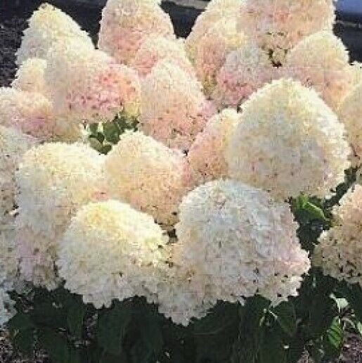 Шугар Раш в августе: переход от белого к карамельно‑розовому оттенку.