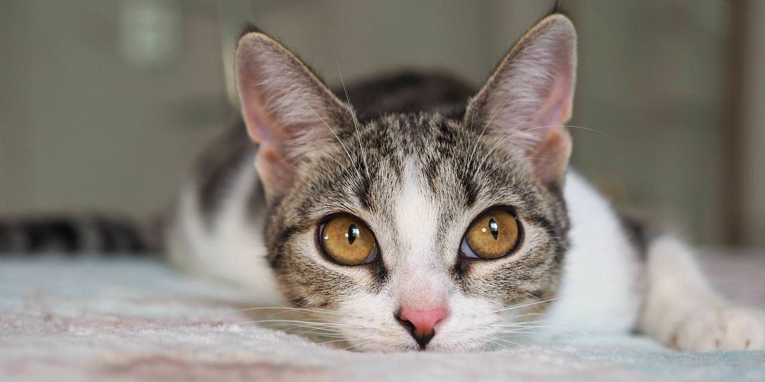 Марта выжила и дождалась волонтёра, несмотря на все опасности.