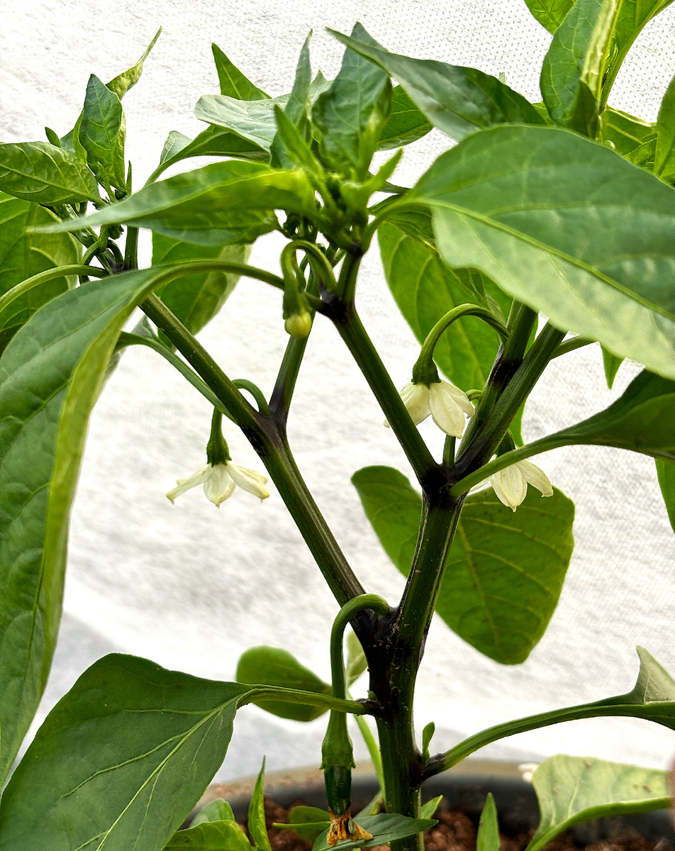 Жгучего перца масло-активатор от облысения (фото из личного архива)