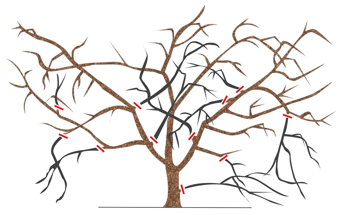 схема обрезки вишни