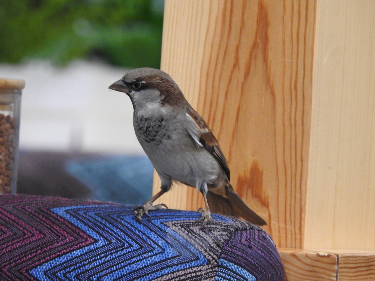 Воробей в екатеринбургском ТЦ, фото автора