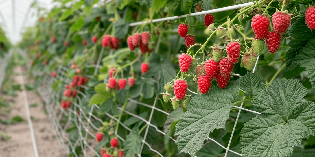 Что нельзя сажать рядом с малиной: важность правильного соседства