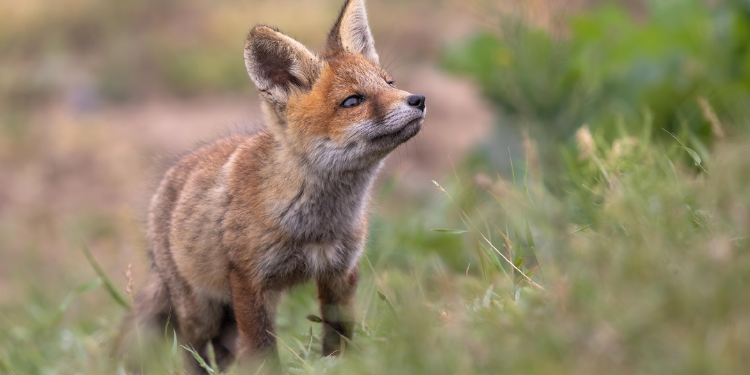 Лисенок. Калмыкия. Заметка о человеке и дикой природе