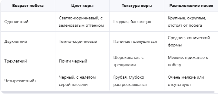 Научитесь определять возраст по коре и расположению почек: