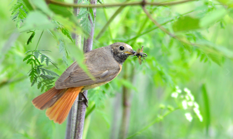 Обыкновенная горихвостка